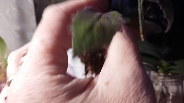 Орхидея *Клеопатра* реанимашка -Зацвела. смотреть онлайн