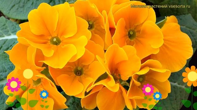 Примула бесстебельная Пионер Оранж. Краткий обзор, описание primula acaulis Pioner Orange