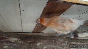 какую породу кур выбрать? наседки
