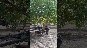 Juglans Regia - Производитель встряхивателей для уборки орехов и фруктов.