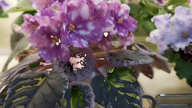 ФИАЛКИ. Выставка в Доме фиалки с 25.08 по 04.09.23г.(ч.1) #выставкафиалок #violets #домфиалкивмоскв