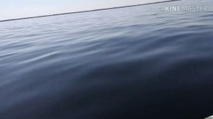 лодка Патриот 280...на двух моторах...( взлетает)...