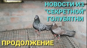 Новости из "секретной" голубятни. Продолжение.