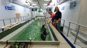 шоу байкальских нерп, нерпинарий Иркутск - они украдут Ваше сердечко