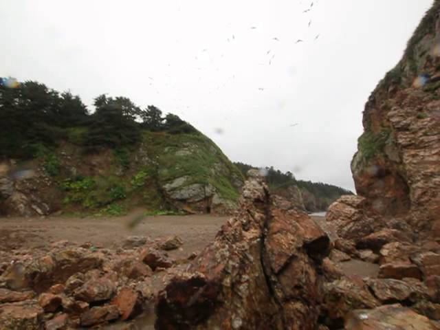 Птички, на мысе Великан. Сахалин.