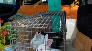 Влог ЧЕТЫРЕ ЦЫПЛЁНКА новые питомцы Алисы покупаем на Зоорынке Ставрополь смотрим и гладим кроликов
