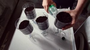 Горшки для рассады с автополивом своими руками.