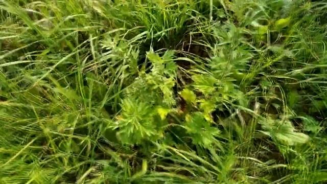 Пчеловодство с нуля - Медовый спас, конец сезона смотреть онлайн