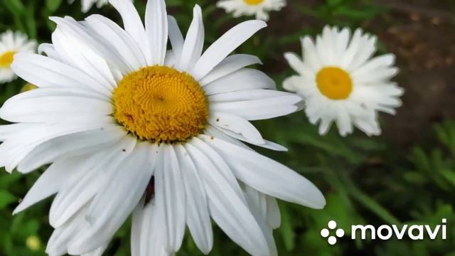 Ромашки в день семьи, любви и верности! смотреть онлайн