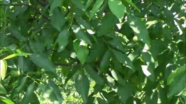 Результаты завязывания плодов ореха в условиях весны 2021. Часть III смотреть онлайн