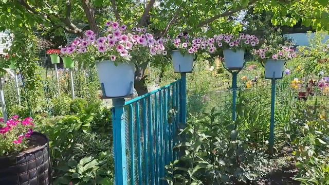 ПЕТУНИЕВЫЙ ДВОРИК ОЖИЛ. ПРИГЛАШАЮ НА ПРОГУЛКУ.