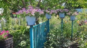 ПЕТУНИЕВЫЙ ДВОРИК ОЖИЛ. ПРИГЛАШАЮ НА ПРОГУЛКУ.