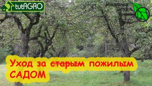 ОСЕННИЙ УХОД ЗА ВЗРОСЛЫМ САДОМ. Подготовка деревьев к зиме: обследование, обрезка, санация.