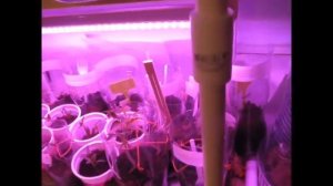 СТЕЛЛАЖ ИЗ ПП ТРУБ ДЛЯ РАССАДЫ С ПОДСВЕТКОЙ