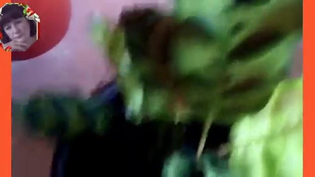 ? Новинки.Берескелет,страманта,калатея, маранта.??? смотреть онлайн