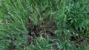 Почему надо!!!!! обрезать лаванду.