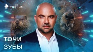 Точи зубы — Как устроен мир с Тимофеем Баженовым (03.11.2022)