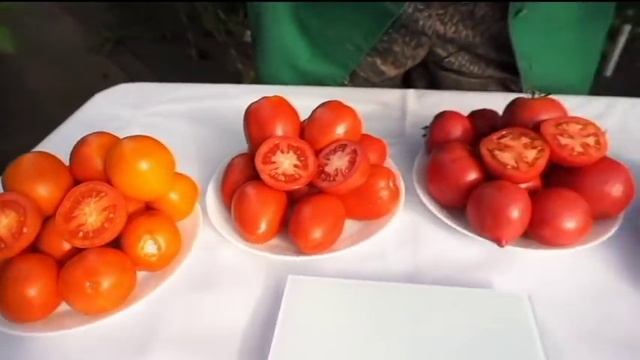 Томаты для открытого грунта от Сибирского сада. Новинки и хиты смотреть онлайн