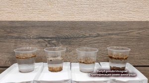 ? Виноград из КОСТОЧКИ ВИНОГРАДА. Стратификация ГИБРИДНЫХ семян. Начало длинного пути.