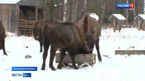 Зубры в "Орловском полесье" вышли на подкормочные площадки