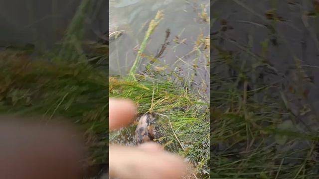 Рыбалка 28.06.2023.Ловля карпа на поплавочную удочку с товарищем. смотреть онлайн