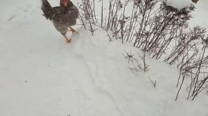 Петя Голубой доминант Д 107 оказался очень умным.