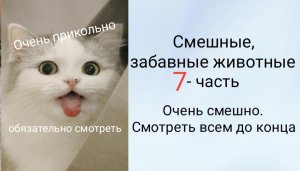 Смешные, забавные животные. 
7 - часть.
 Очень смешно. Смотреть всем до конца