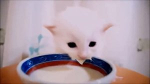 Котик пьёт молоко