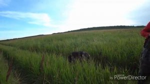 Охота на тетерева с легавой.