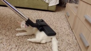 Кошка и пылесос