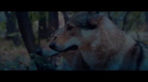 Руслан Добрый, Tural Everest - Волки