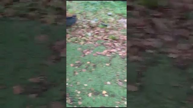 Наши будни?Спасибо нашим добрым ДРУЗЬЯМ за помощь! Радует, то друзей, с каждым днём у нас всё больш смотреть онлайн