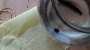 Пиявки медицинские. Класс кольчатые черви.