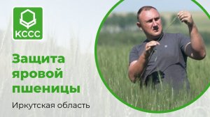 Защита посевов яровой пшеницы