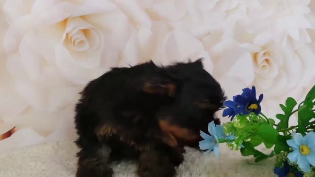 цветной йорк, мальчик. www.dog-mini.ru