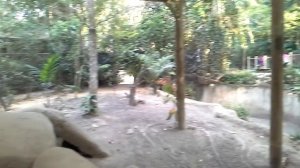 Сингапур. Зоопарк Комодский дракон