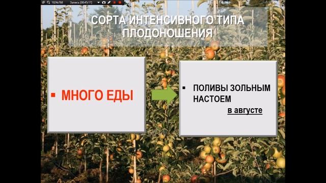 Выращивание плодовых деревьев. Компакты и колонны -их преимущества. смотреть онлайн