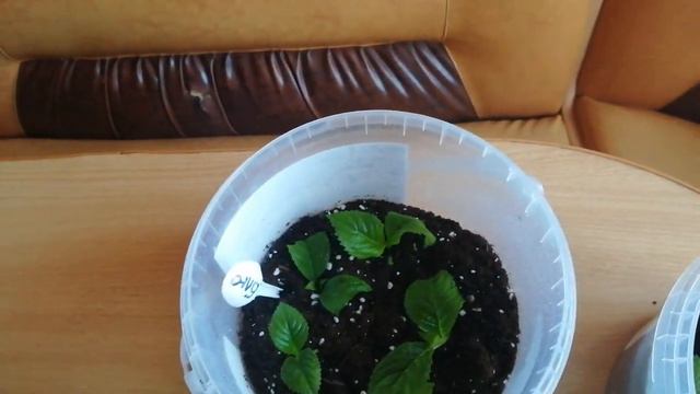 Черенки🌿 из черенков🌿 крупнолистной гортензии.