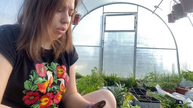Пересаживаю клубневые бегонии и вегетативные георгины на пмж.60% хризантем не вышли из зимовки