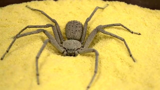 Самые опасные и ядовитые пауки в мире смотреть онлайн