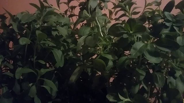 Algunos beneficios de la STEVIA - MADRE NATURA - Stevia rebaudiana MASTER K 149🌿 смотреть онлайн