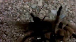 Гигантский тарантул против осы