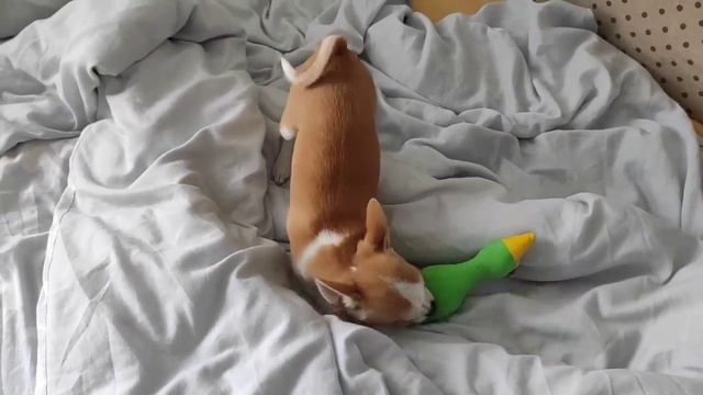Как купить щенка Чихуахуа в Испании, como comprar cachorro Chihuahua en España. смотреть онлайн