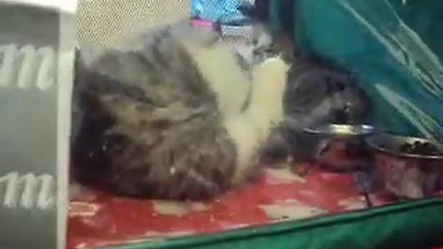 Котята)) смотреть онлайн