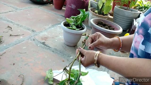 162- Syngonium का पेड़ कैसे बनाएं? смотреть онлайн