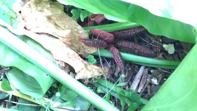 Devil’s fingers fungus смотреть онлайн