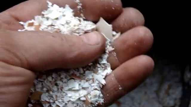 Кальций для кур несушек!