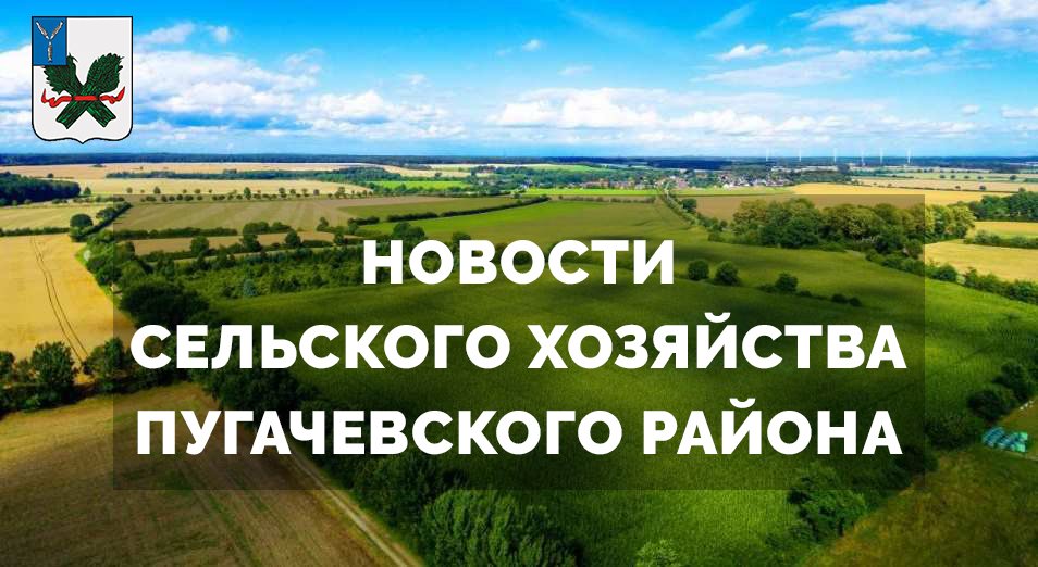 Новости сельского хозяйства Пугачевского района смотреть онлайн