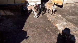 Половое созревание козлика,гуляем и наблюдаю