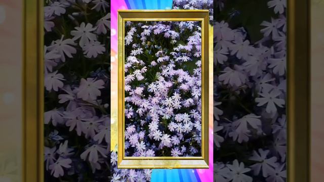 Флокс шиловидный